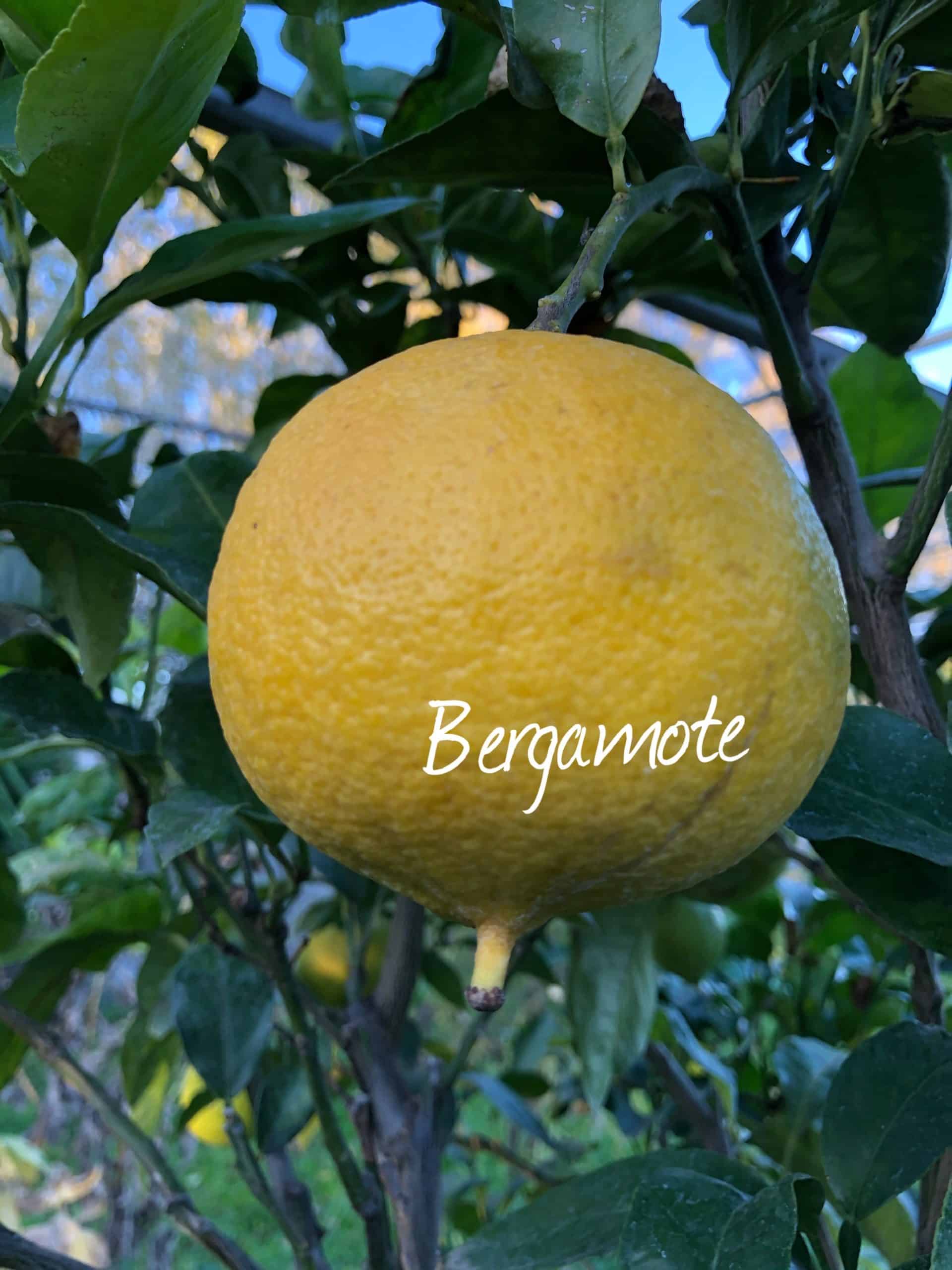 agrumes bergamote