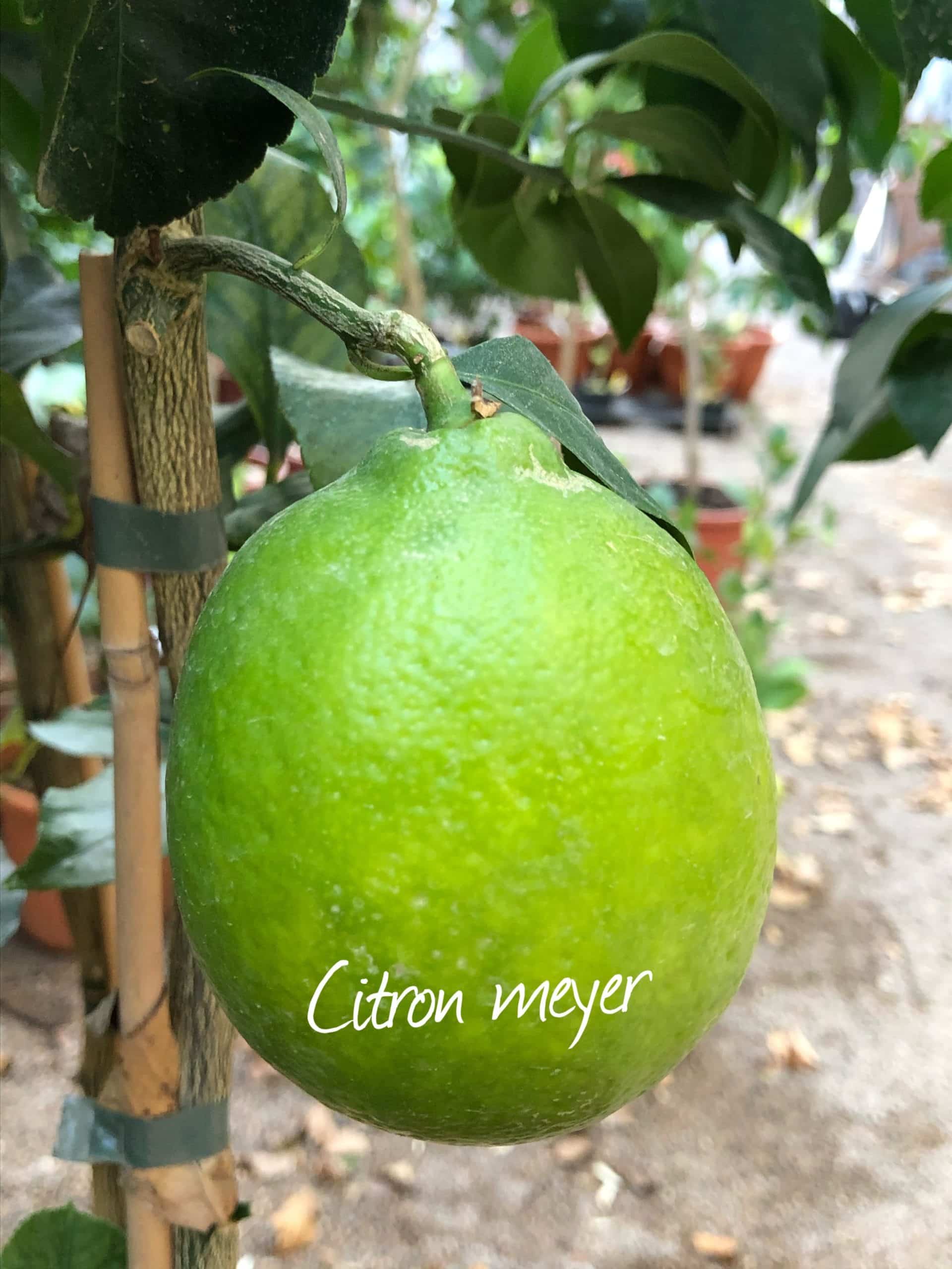 agrumes citron