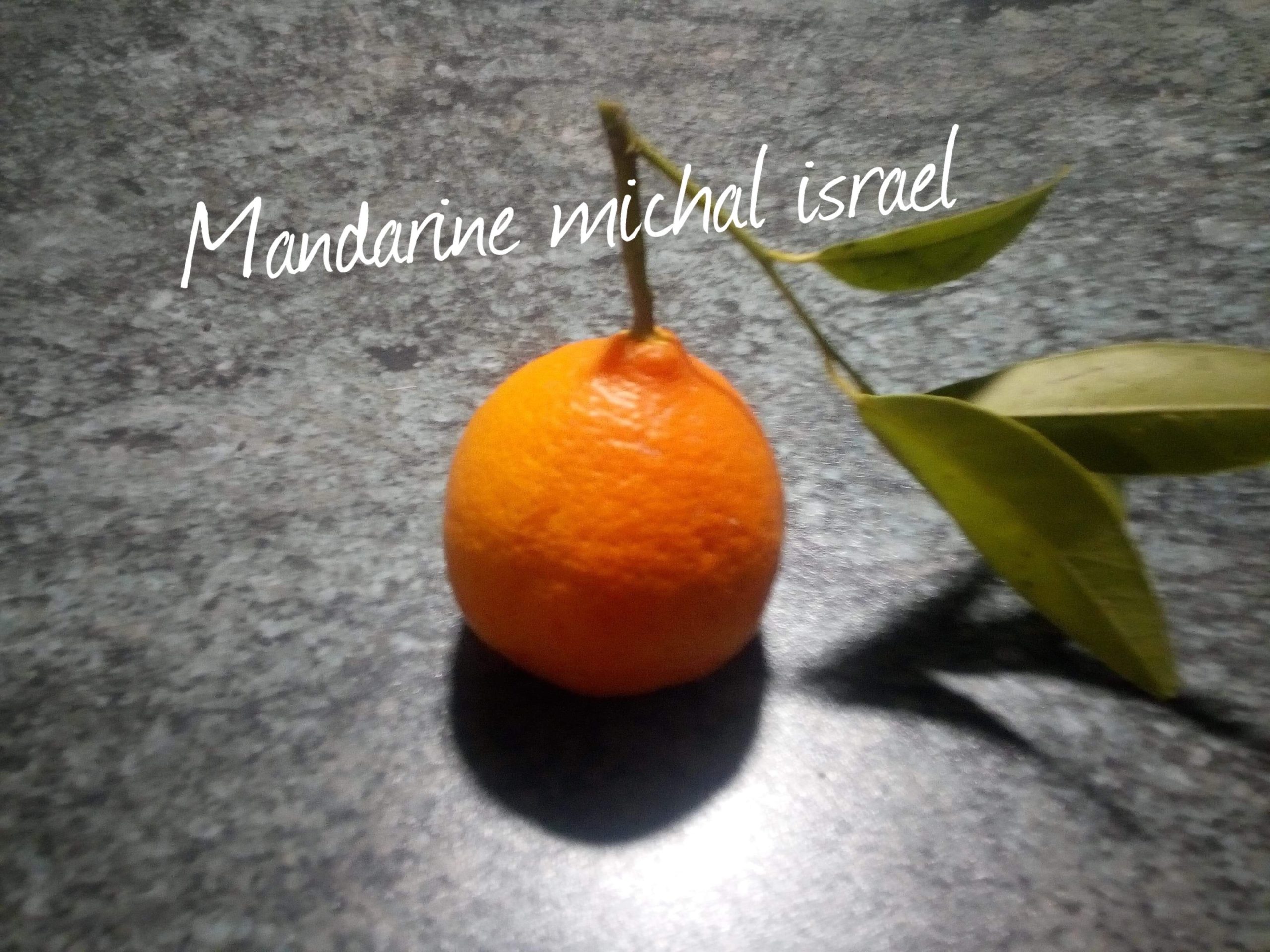 agrume mandarine